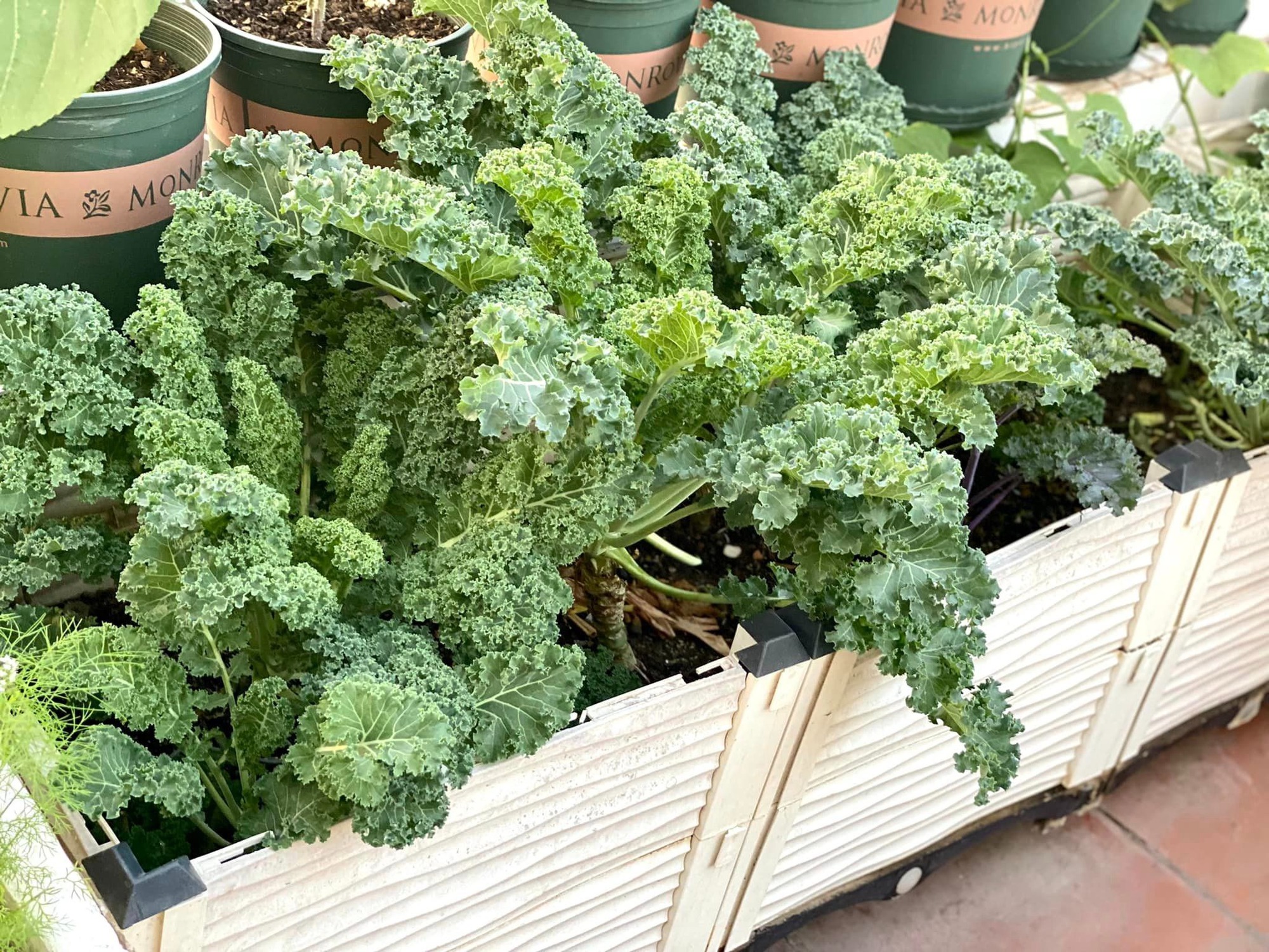 Khu vườn sân thượng ngập tràn rau quả xanh mướt mắt ở Hải Phòng-6