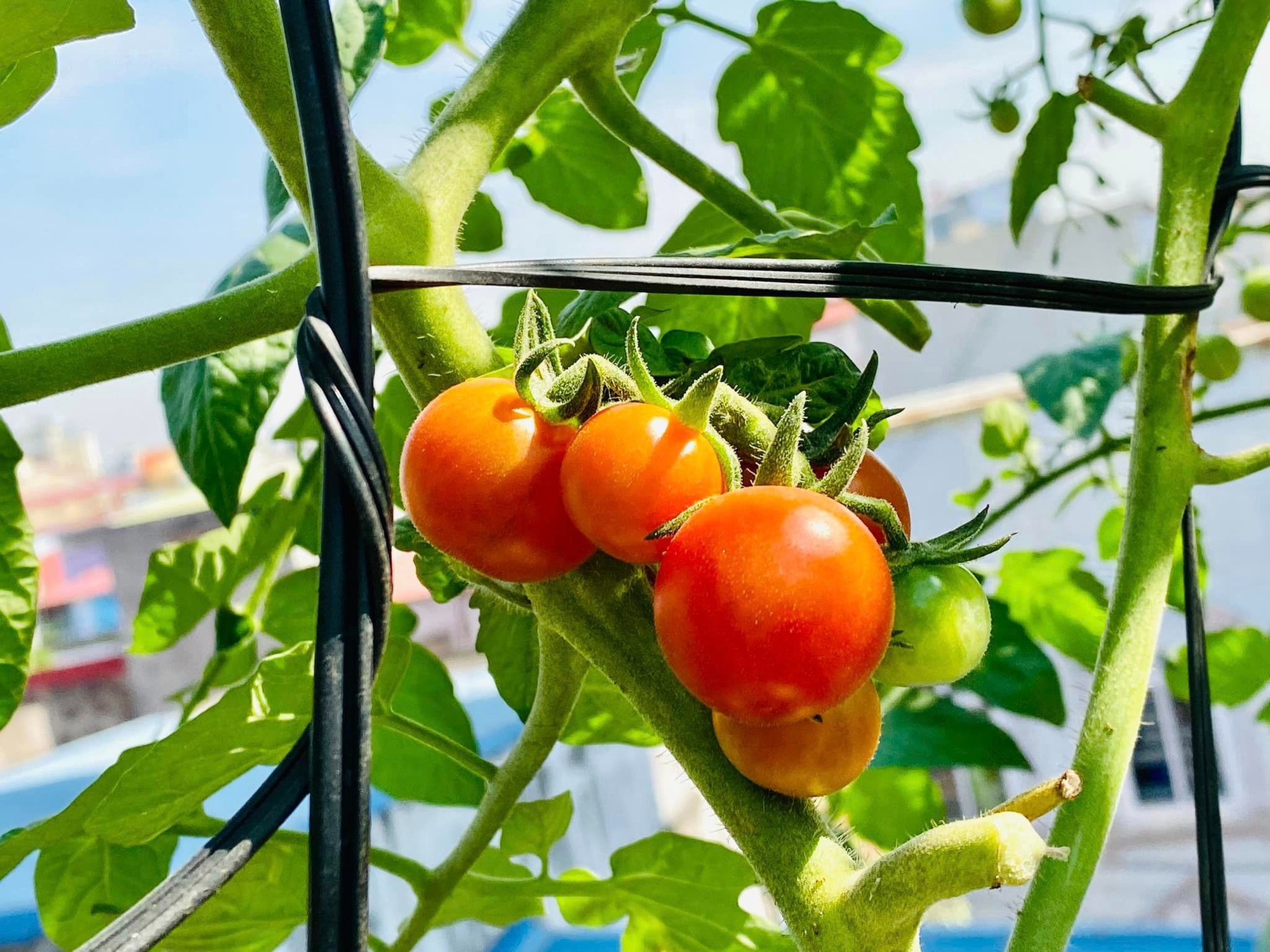 Khu vườn sân thượng ngập tràn rau quả xanh mướt mắt ở Hải Phòng-7