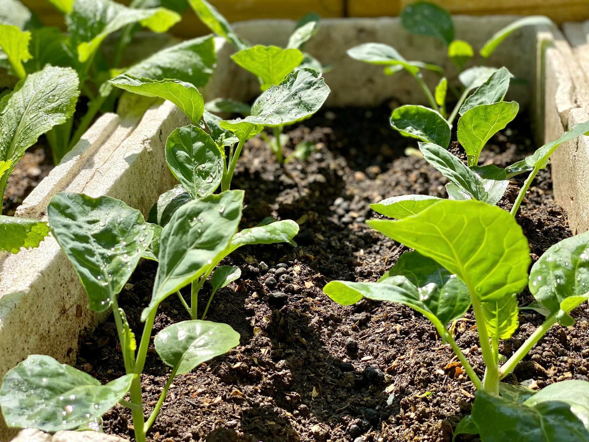 Khu vườn sân thượng ngập tràn rau quả xanh mướt mắt ở Hải Phòng-8