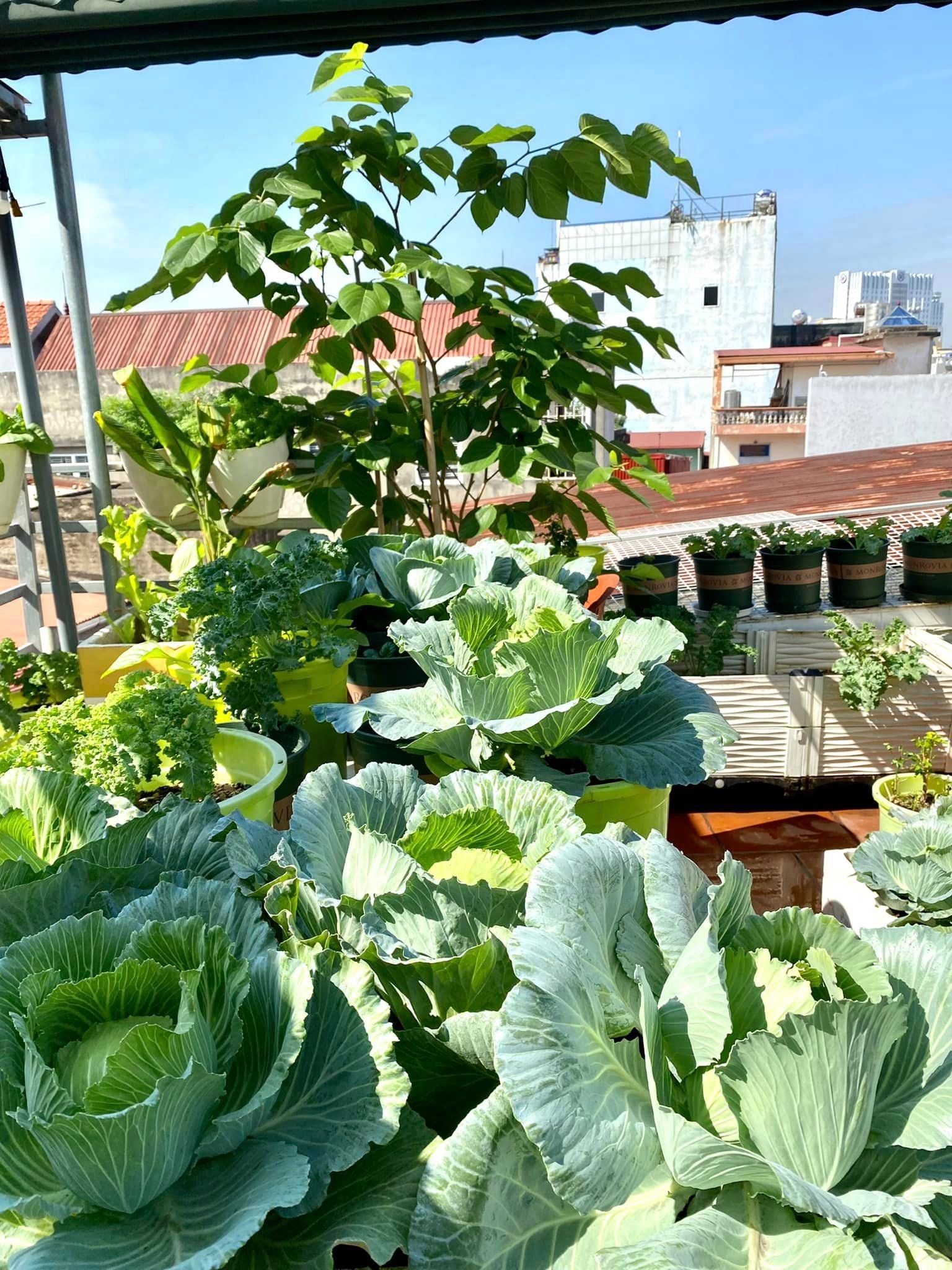 Khu vườn sân thượng ngập tràn rau quả xanh mướt mắt ở Hải Phòng-9