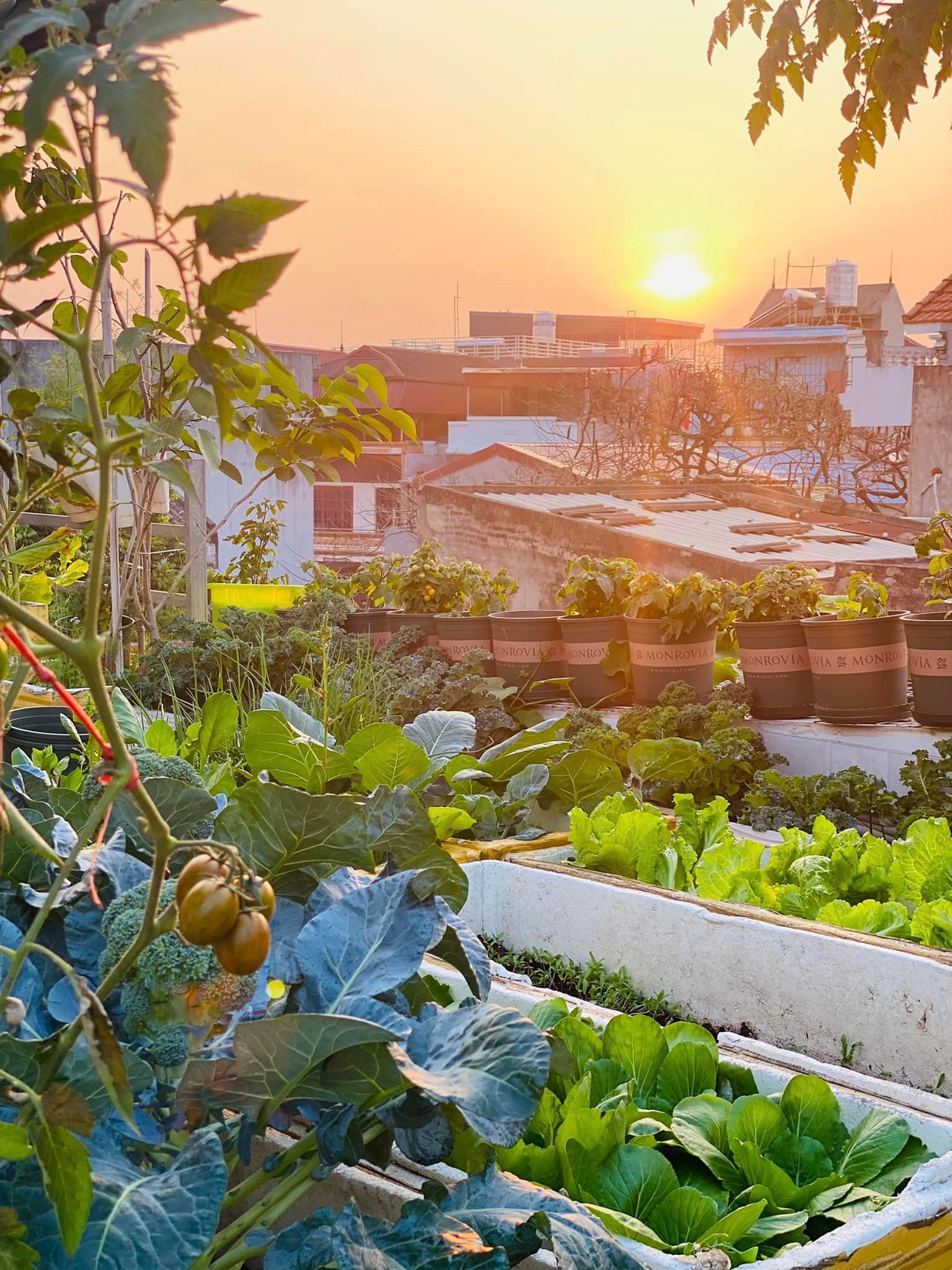 Khu vườn sân thượng ngập tràn rau quả xanh mướt mắt ở Hải Phòng-10