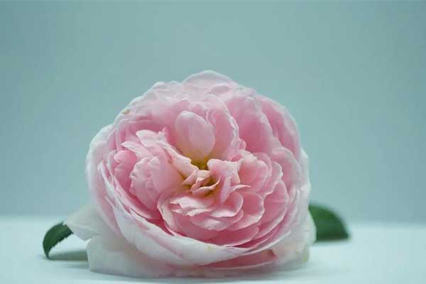 Người sinh tháng Âm lịch này đầu óc linh hoạt, tay chân chăm chỉ, thành công là tất yếu-3