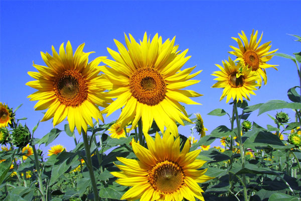 3 con giáp lộc rơi vào nhà, công danh thăng tiến cuối tháng 2/2023-2