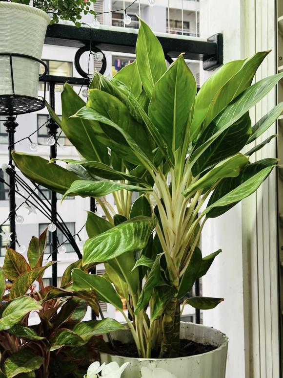 Góc yêu thích của vợ nghệ sĩ Công Lý trong căn nhà thuê-3