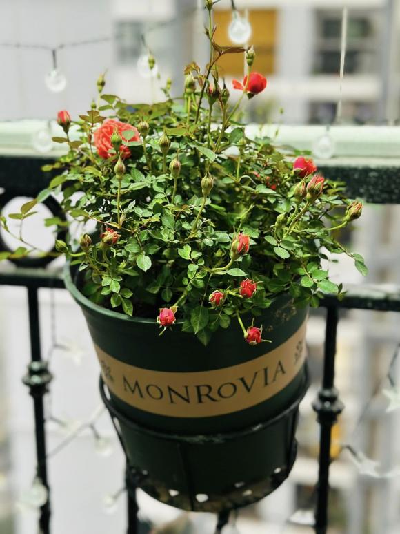 Góc yêu thích của vợ nghệ sĩ Công Lý trong căn nhà thuê-4