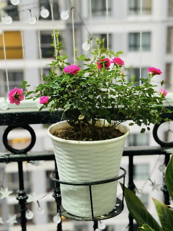 Góc yêu thích của vợ nghệ sĩ Công Lý trong căn nhà thuê-6