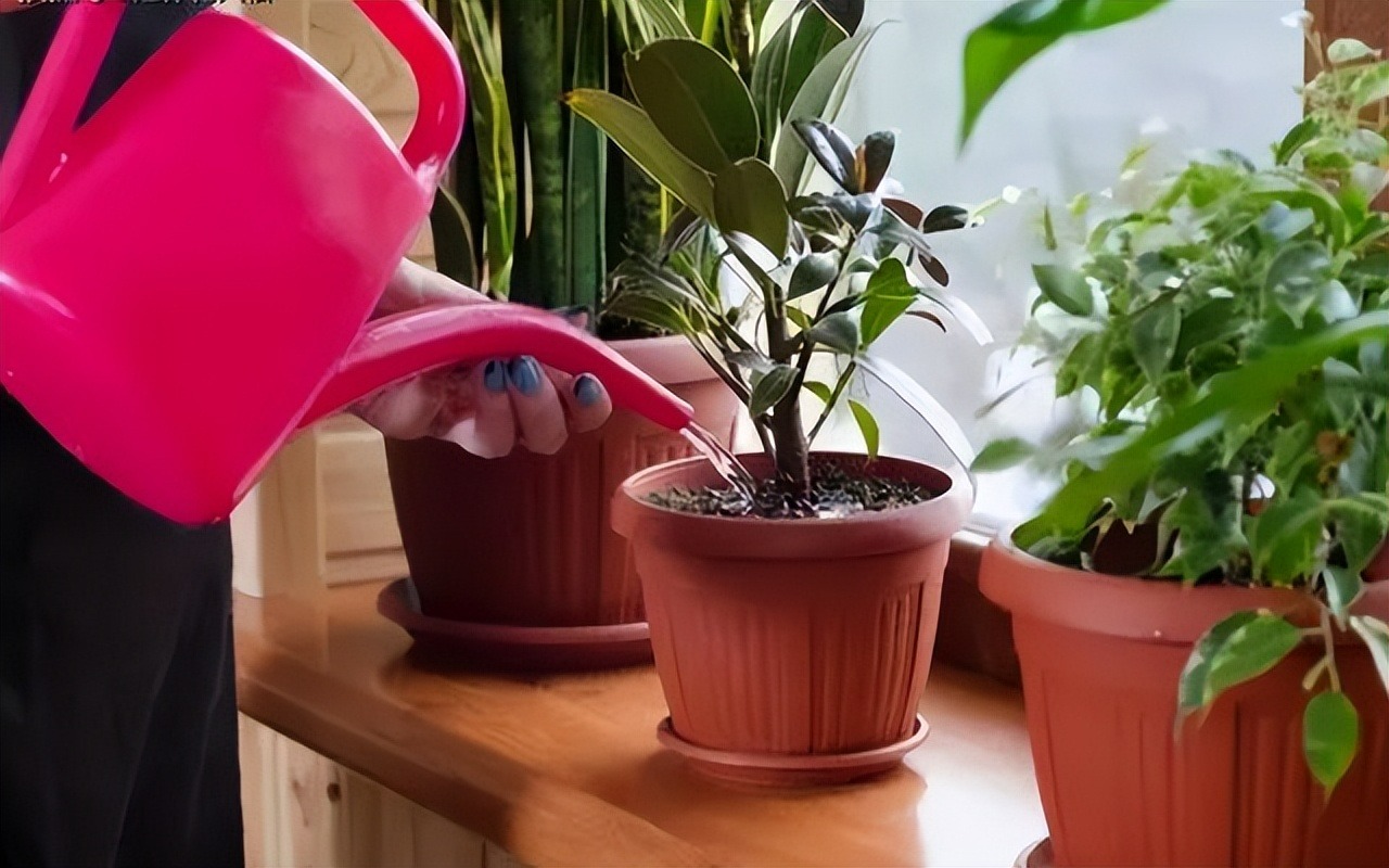 Trồng cây cảnh, tưới 5 loại nước chua giúp đất tơi xốp, lá xanh tươi tốt, hoa nở vỡ chậu-2