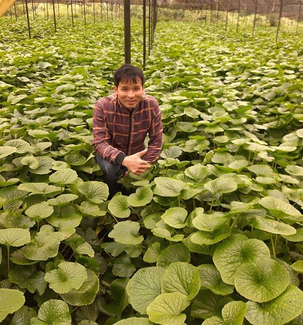 Trồng cây wasabi, anh nông dân ở Đà Lạt nhổ củ bán 6 triệu đồng/kg-1