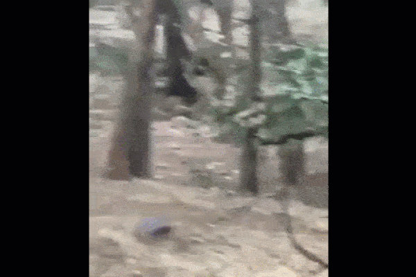 Clip: Báo hoa mai đột nhập vào ký túc xá định tấn công nữ sinh-1