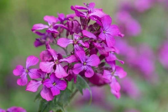 Tử vi ngày 17/2/2023: Tuổi Sửu tình cảm tiến triển, tuổi Mão đụng độ tiểu nhân