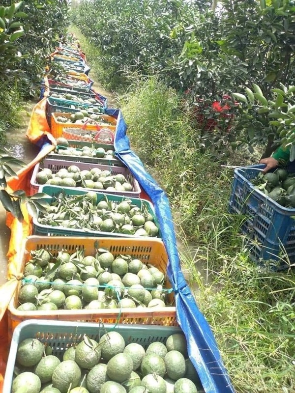 Cam sành rẻ chưa từng có, người nông dân đứng ngồi không yên-3