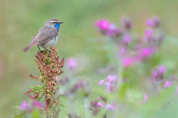 Tháng 2 Âm lịch, 4 con giáp tiếp tục kiếm bộn tiền, chăm chỉ gặt hái vận may-1