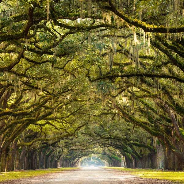 Trắc nghiệm: Con đường bạn chọn sẽ tiết lộ những đặc điểm tính cách của bản thân-5