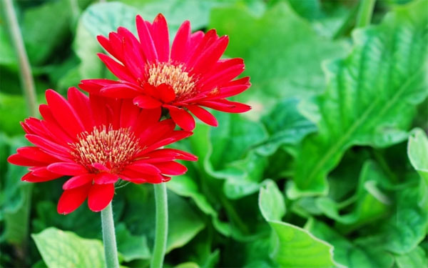 Sinh vào 5 ngày Âm lịch này, thông minh lại kiên trì, làm gì cũng đạt thành tựu-3
