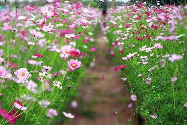 Tử vi ngày 17/2/2023 của 12 cung hoàng đạo: Song Tử hạnh phúc, Ma Kết sáng tạo-2