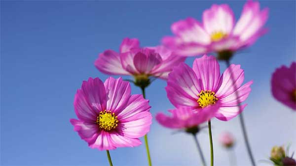 Tử vi ngày 17/2/2023 của 12 cung hoàng đạo: Song Tử hạnh phúc, Ma Kết sáng tạo-3