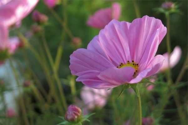 Nửa cuối tháng 2, 3 con giáp cần cù, tận tâm, tài lộc dôi dào, cuộc sống khởi sắc-4