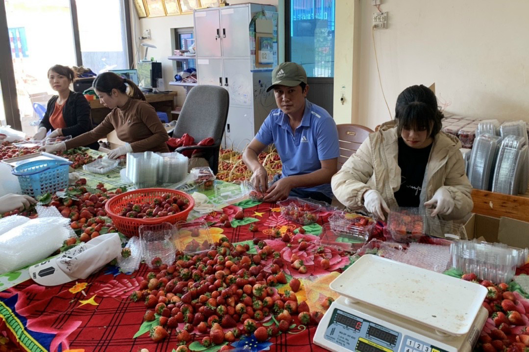 Dân Hà Nội ‘cuồng’ dâu tây Sơn La, nửa đêm chốt mua hàng nghìn hộp-3