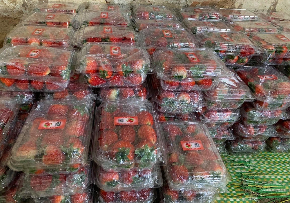 Dân Hà Nội ‘cuồng’ dâu tây Sơn La, nửa đêm chốt mua hàng nghìn hộp-4