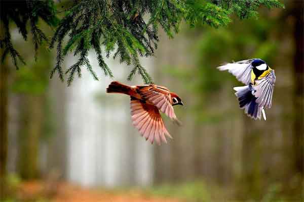 Tháng 2 Âm lịch sang, 3 con giáp nhận lộc trời ban, vận may gõ cửa, tiền tài tự về túi-4