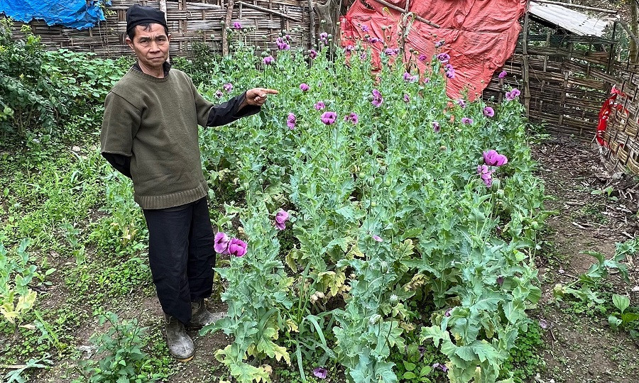 Bí mật trồng hơn 260 cây thuốc phiện trong vườn nhà-1