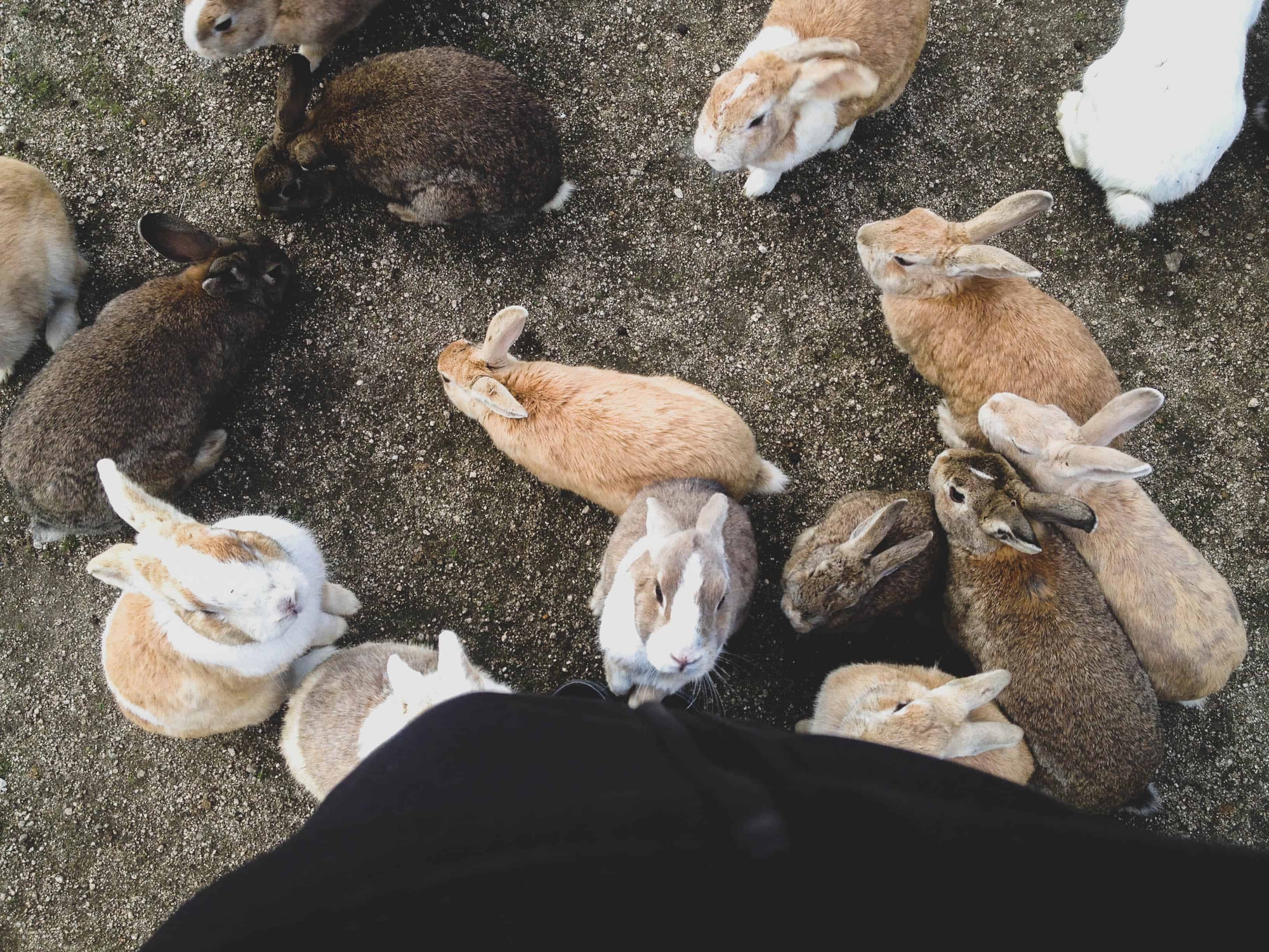 Gần nghìn con thỏ ở Nhật đối diện nguy cơ bị xóa sổ chỉ vì một việc làm của du khách-1