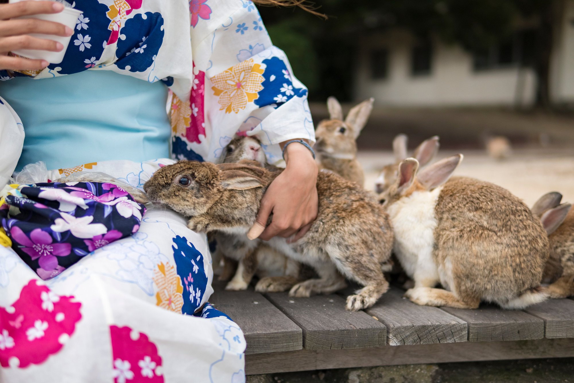 Gần nghìn con thỏ ở Nhật đối diện nguy cơ bị xóa sổ chỉ vì một việc làm của du khách-2