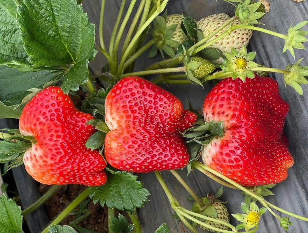 Bóc giá trái cây Việt hàng Vip: Có loại giá vài triệu mỗi trái, đắt ngang hàng Nhật-1