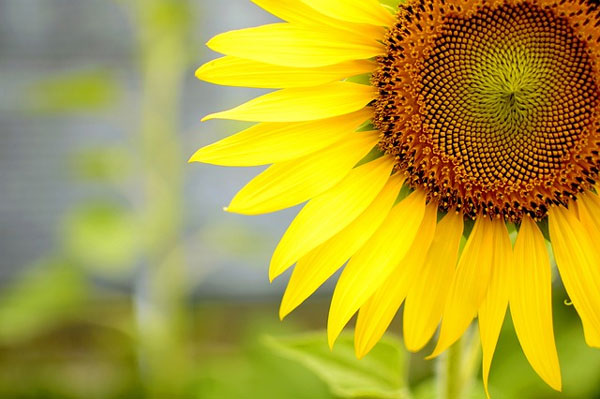 Người có giờ sinh này khiêm tốn làm việc, chăm chỉ kiếm tiền, mọi sự viên mãn-4