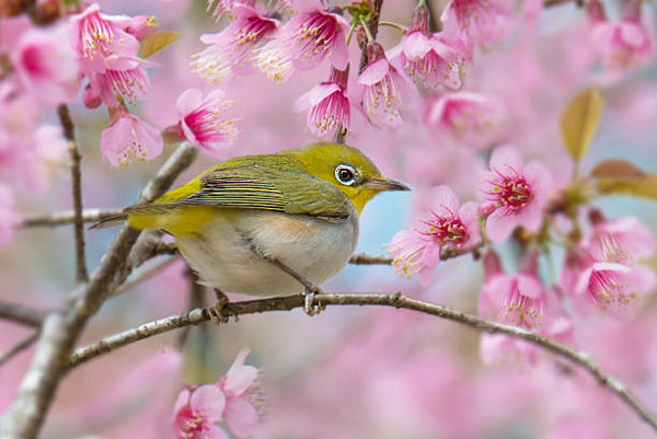 Vượng vận quý nhân 4 con giáp tháng 2 mất ít tiền, tháng 3 khởi sắc, cuộc sống chuyển biến tốt đẹp-3