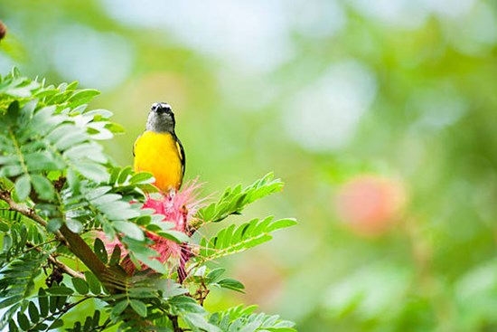 Vượng vận quý nhân 4 con giáp tháng 2 mất ít tiền, tháng 3 khởi sắc, cuộc sống chuyển biến tốt đẹp