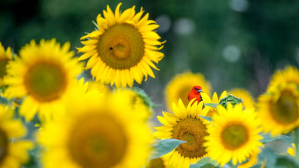 Vượng vận quý nhân 4 con giáp tháng 2 mất ít tiền, tháng 3 khởi sắc, cuộc sống chuyển biến tốt đẹp-4