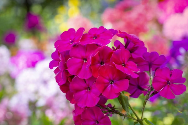 Tử vi ngày 20/2/2023: Tuổi Tý gặp nhiều vướng mắc, tuổi Hợi thành công xuất sắc-1