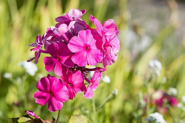 Tử vi ngày 20/2/2023: Tuổi Tý gặp nhiều vướng mắc, tuổi Hợi thành công xuất sắc-2