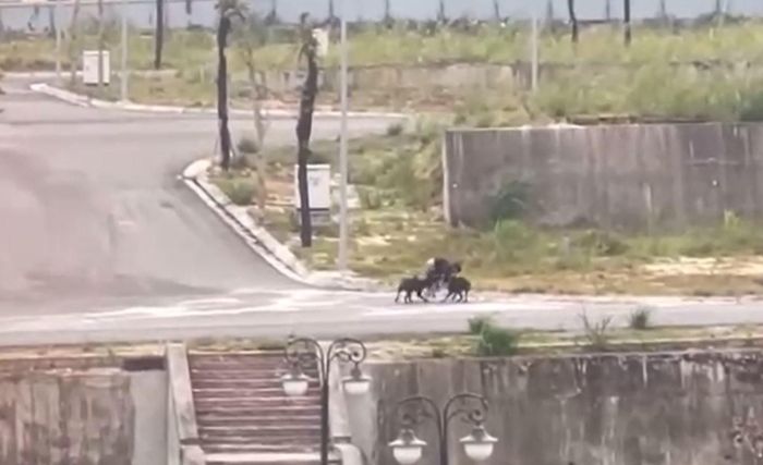 Nam sinh hoảng loạn, chi chít vết thương vì bị hai con chó dữ tấn công-1