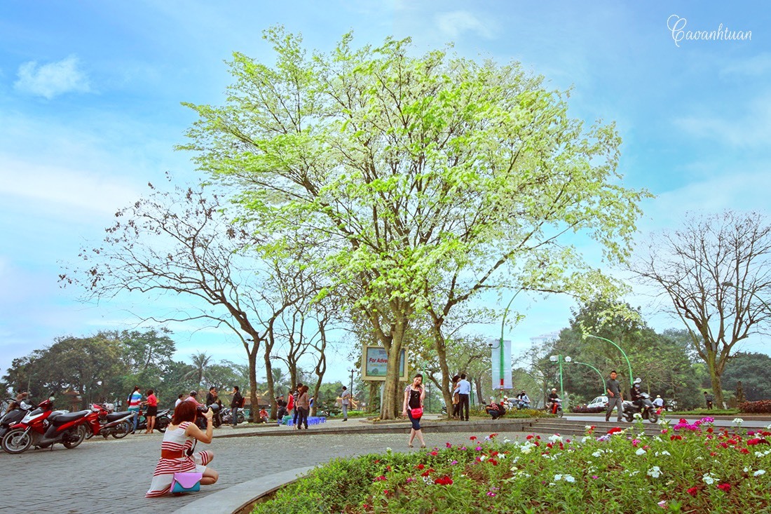 Hà Nội: Người dân thích thú chụp ảnh mùa hoa sưa nở trắng trời-1