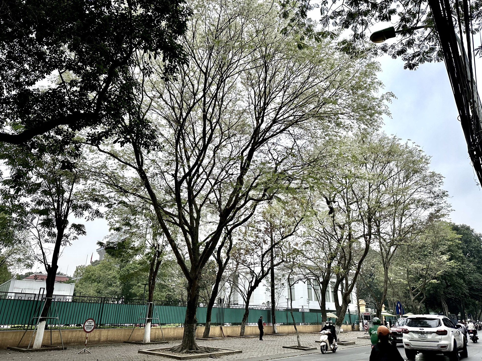Hà Nội: Người dân thích thú chụp ảnh mùa hoa sưa nở trắng trời-2