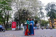 Hà Nội: Người dân thích thú chụp ảnh mùa hoa sưa nở trắng trời