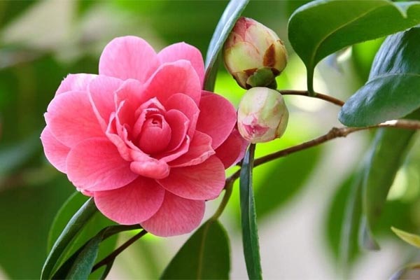 Sinh vào 3 tháng Âm lịch này, hưởng trọn may mắn, phúc lộc, về già an nhàn vô lo-4