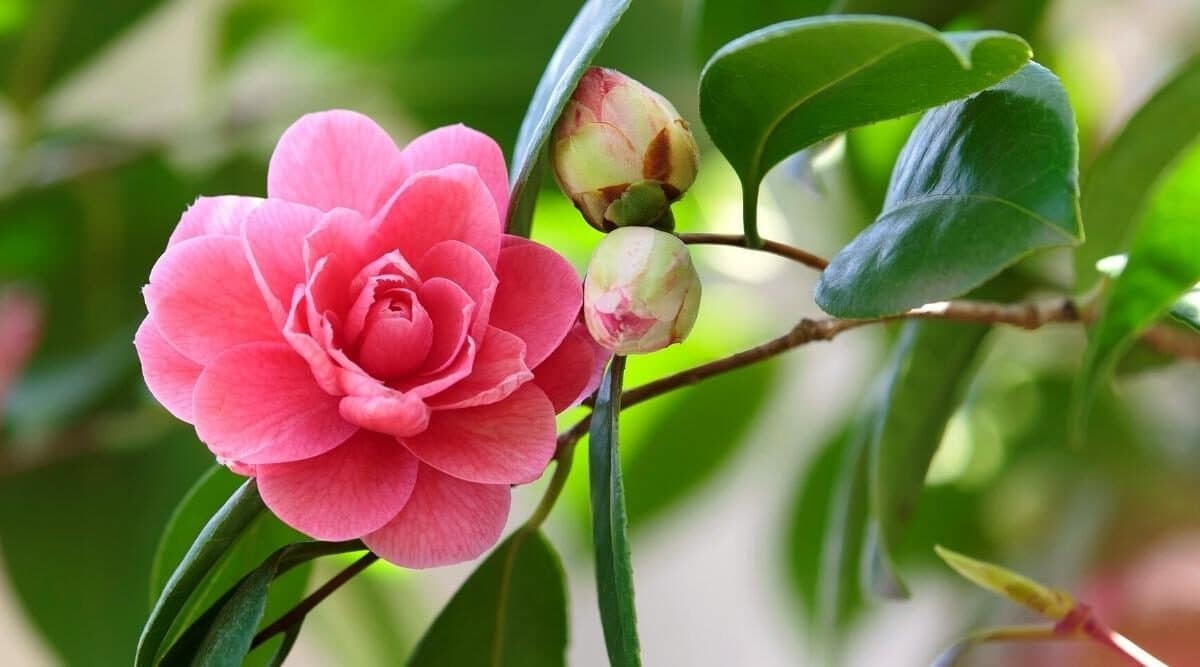 Tử vi tuần mới 20/2 - 26/2/2023: Tuổi Sửu quý nhân dìu dắt, tuổi Mão thành quả ngọt ngào-1