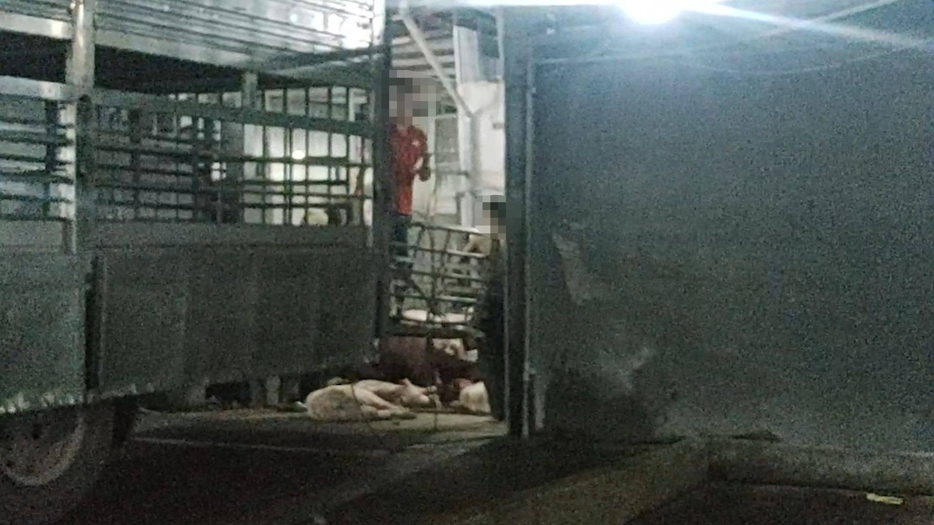 Dối trá trong kiểm soát giết mổ heo ở Long An-2