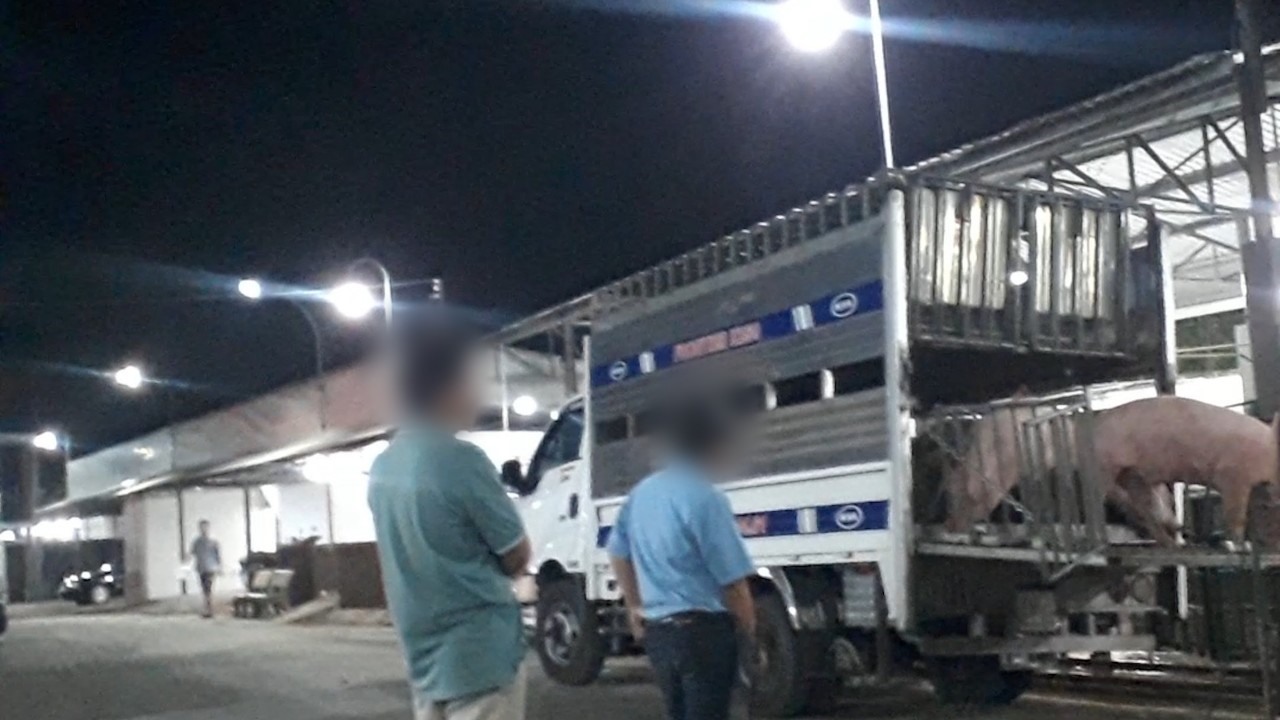 Dối trá trong kiểm soát giết mổ heo ở Long An-3