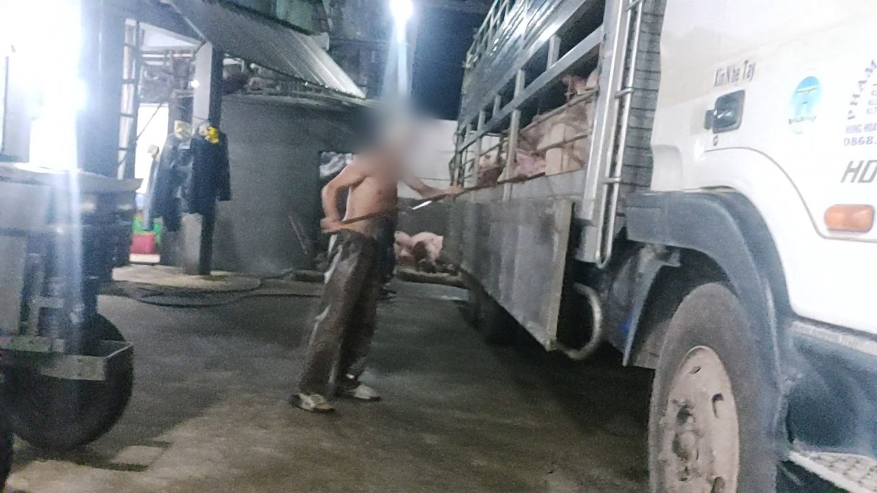Dối trá trong kiểm soát giết mổ heo ở Long An-4