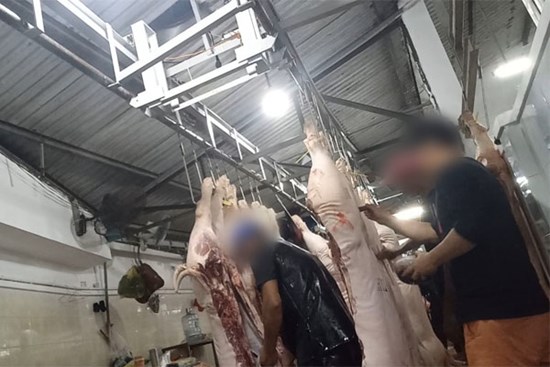 Dối trá trong kiểm soát giết mổ heo ở Long An