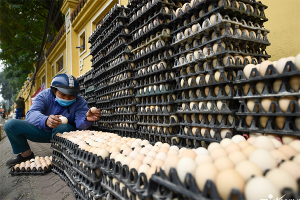 Chủ trang trại 2,5 vạn gà đẻ tiết lộ thời điểm giá trứng rẻ nhất năm-1