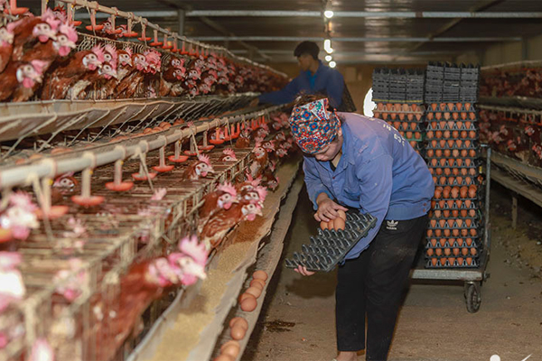 Chủ trang trại 2,5 vạn gà đẻ tiết lộ thời điểm giá trứng rẻ nhất năm-2