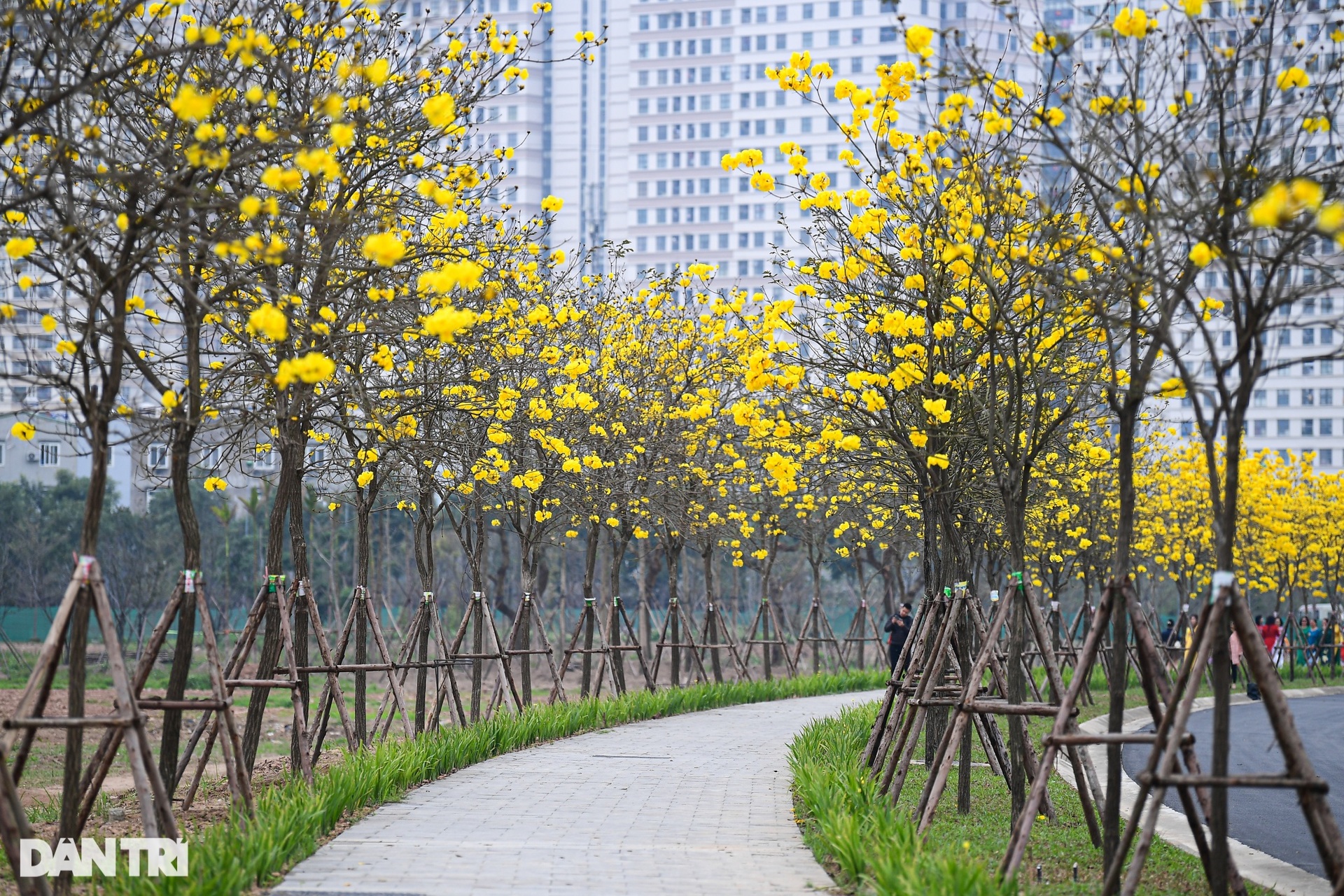 Cung đường hoa vàng nổi nhất Hà Nội thu hút đông người chụp ảnh, check-in-1