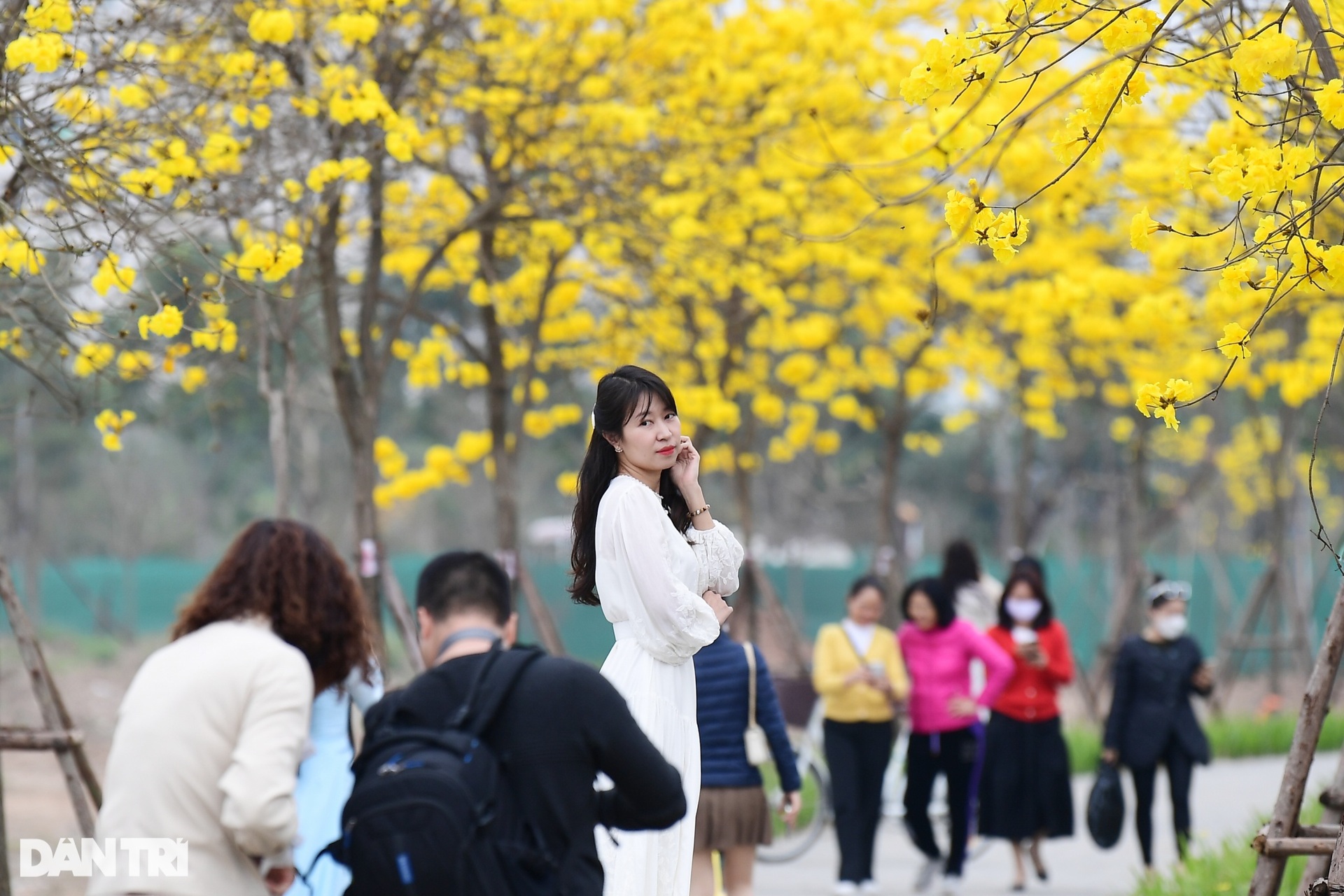 Cung đường hoa vàng nổi nhất Hà Nội thu hút đông người chụp ảnh, check-in-5