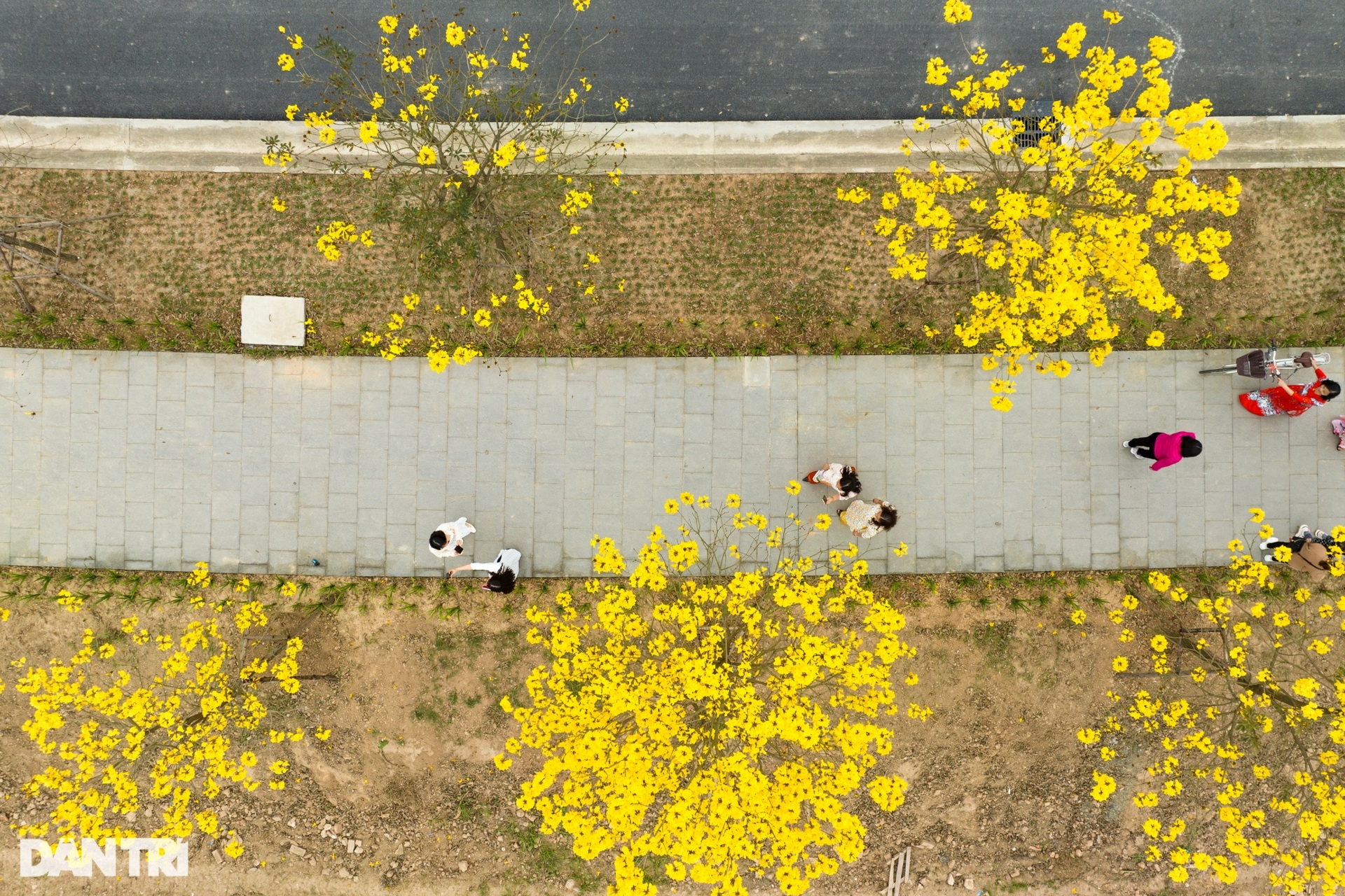 Cung đường hoa vàng nổi nhất Hà Nội thu hút đông người chụp ảnh, check-in-11