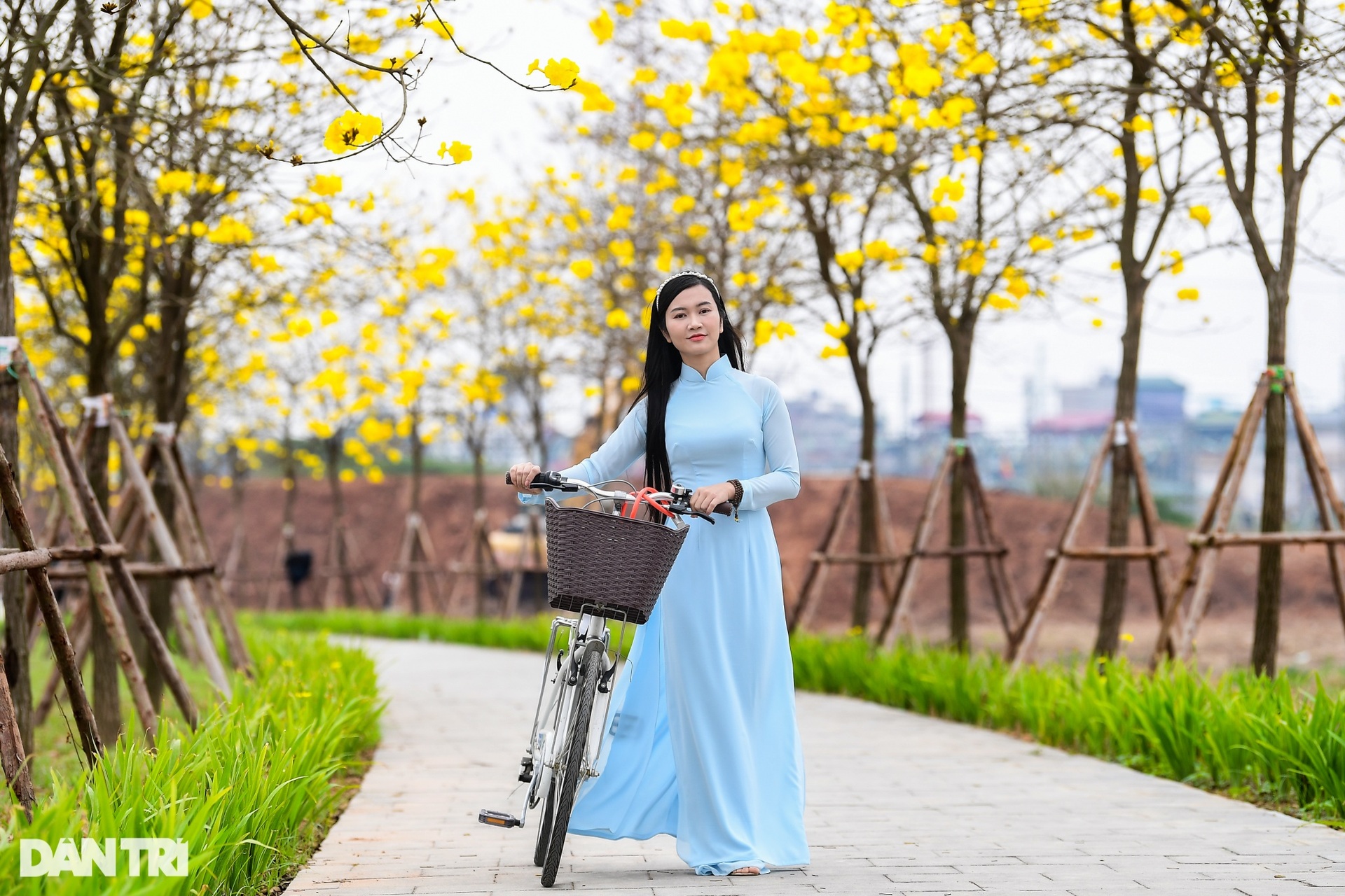 Cung đường hoa vàng nổi nhất Hà Nội thu hút đông người chụp ảnh, check-in-9